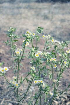 冬天的菊花图片