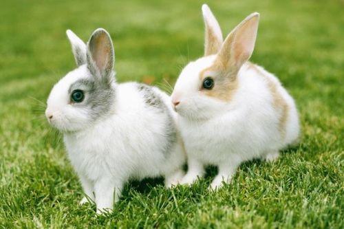 娱乐吃瓜酱兔圆圆