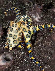 蓝环章鱼图片,深海中的致命舞者